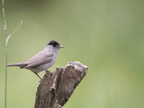 Kapturka (ang. Blackcap łac. Sylvia atricapilla) - 6236 - Fotografia Przyrodnicza - WlodekSmardz.pl