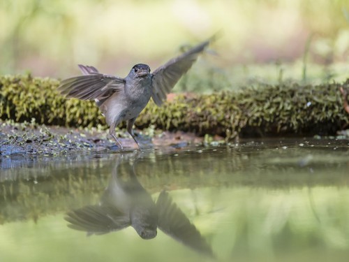 Kapturka (ang. Blackcap łac. Sylvia atricapilla) - 3719 - Fotografia Przyrodnicza - WlodekSmardz.pl