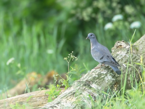 Siniak (ang. Stock Pigeon łac. Columba oenas) - 5760 - Fotografia Przyrodnicza - WlodekSmardz.pl