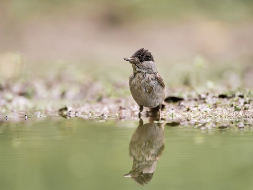 Kapturka (ang. Blackcap łac. Sylvia atricapilla) - 3602 - Fotografia Przyrodnicza - WlodekSmardz.pl