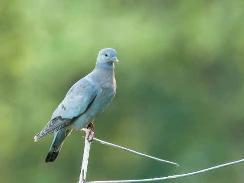 Siniak (ang. Stock Pigeon łac. Columba oenas) - 5767 - Fotografia Przyrodnicza - WlodekSmardz.pl