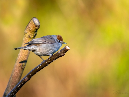 Kapturka (ang. Blackcap łac. Sylvia atricapilla) - 8635 - Fotografia Przyrodnicza - WlodekSmardz.pl