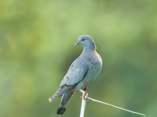 Siniak (ang. Stock Pigeon łac. Columba oenas) - 5778 - Fotografia Przyrodnicza - WlodekSmardz.pl