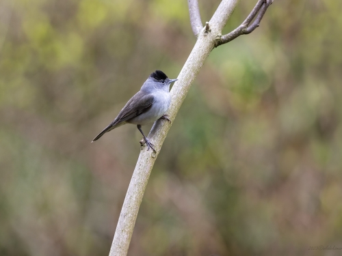 Kapturka (ang. Blackcap łac. Sylvia atricapilla) - 4246 - Fotografia Przyrodnicza - WlodekSmardz.pl