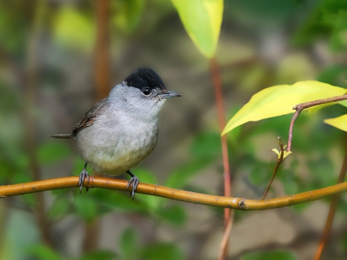 Kapturka (ang. Blackcap łac. Sylvia atricapilla) - 0015 - Fotografia Przyrodnicza - WlodekSmardz.pl