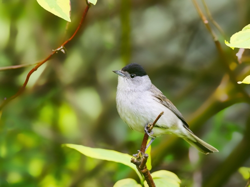 Kapturka (ang. Blackcap łac. Sylvia atricapilla) - 0028 - Fotografia Przyrodnicza - WlodekSmardz.pl