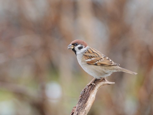 Mazurek (ang. Eurasian Tree Sparrow, łac. Passer montanus)- 5502- Fotografia Przyrodnicza - WlodekSmardz.pl