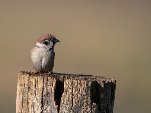 Mazurek (ang. Eurasian Tree Sparrow, łac. Passer montanus)- 3935 - Fotografia Przyrodnicza - WlodekSmardz.pl