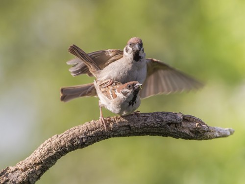 Mazurek (ang. Eurasian Tree Sparrow, łac. Passer montanus)- 6761 - Fotografia Przyrodnicza - WlodekSmardz.pl