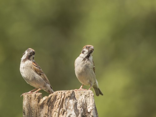 Mazurek (ang. Eurasian Tree Sparrow, łac. Passer montanus)- 6520 - Fotografia Przyrodnicza - WlodekSmardz.pl