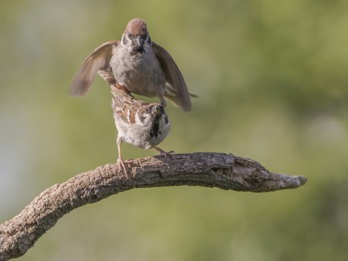 Mazurek (ang. Eurasian Tree Sparrow, łac. Passer montanus)- 6751 - Fotografia Przyrodnicza - WlodekSmardz.pl