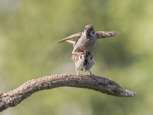 Mazurek (ang. Eurasian Tree Sparrow, łac. Passer montanus)- 6772 - Fotografia Przyrodnicza - WlodekSmardz.pl