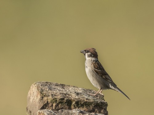 Mazurek (ang. Eurasian Tree Sparrow, łac. Passer montanus)- 7050 - Fotografia Przyrodnicza - WlodekSmardz.pl