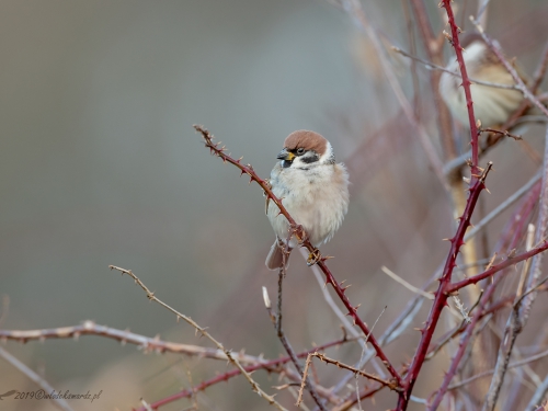 Mazurek (ang. Eurasian Tree Sparrow, łac. Passer montanus)- 2548 - Fotografia Przyrodnicza - WlodekSmardz.pl