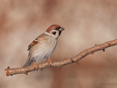 Mazurek (ang. Eurasian Tree Sparrow, łac. Passer montanus)- 2548 - Fotografia Przyrodnicza - WlodekSmardz.pl