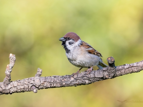 Mazurek (ang. Eurasian Tree Sparrow, łac. Passer montanus)- 6273 - Fotografia Przyrodnicza - WlodekSmardz.pl