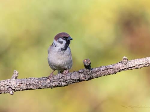 Mazurek (ang. Eurasian Tree Sparrow, łac. Passer montanus)- 6293 - Fotografia Przyrodnicza - WlodekSmardz.pl
