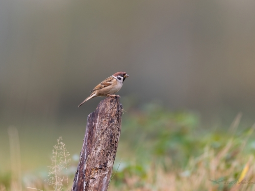 Mazurek (ang. Eurasian Tree Sparrow, łac. Passer montanus)- 3820 - Fotografia Przyrodnicza - WlodekSmardz.pl