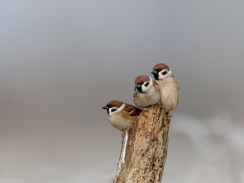 Mazurek (ang. Eurasian Tree Sparrow, łac. Passer montanus)- 0936 - Fotografia Przyrodnicza - WlodekSmardz.pl