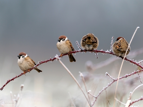 Mazurek (ang. Eurasian Tree Sparrow, łac. Passer montanus)- 5966 - Fotografia Przyrodnicza - WlodekSmardz.pl