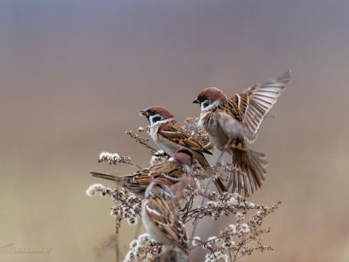 Mazurek (ang. Eurasian Tree Sparrow, łac. Passer montanus)- 6732 - Fotografia Przyrodnicza - WlodekSmardz.pl