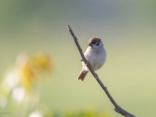 Mazurek (ang. Eurasian Tree Sparrow, łac. Passer montanus)- 7126 - Fotografia Przyrodnicza - WlodekSmardz.pl