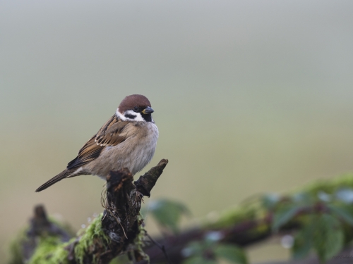 Mazurek (ang. Eurasian Tree Sparrow, łac. Passer montanus)- 9911 - Fotografia Przyrodnicza - WlodekSmardz.pl