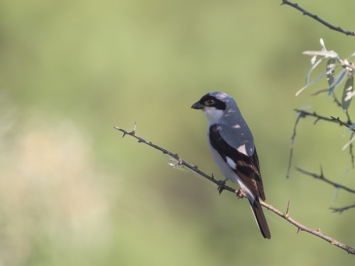 Dzierzba czarnoczelna (łac. Lanius minor ang. Lesser Grey Shrike) 8990 - Fotografia Przyrodnicza - WlodekSmardz.pl