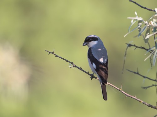 Dzierzba czarnoczelna (łac. Lanius minor ang. Lesser Grey Shrike) 9004 - Fotografia Przyrodnicza - WlodekSmardz.pl