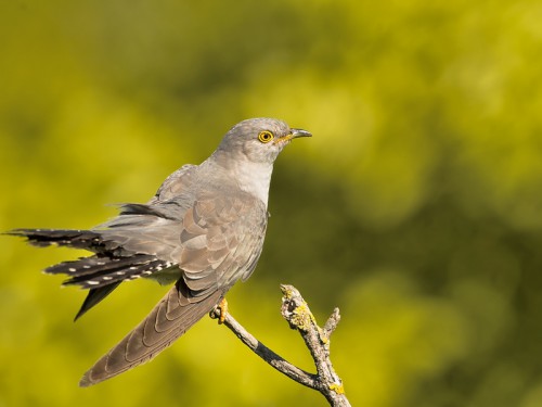 Kukułka (ang. Common Cuckoo łac. Cuculus canorus) 2007 - Fotografia Przyrodnicza - WlodekSmardz.pl