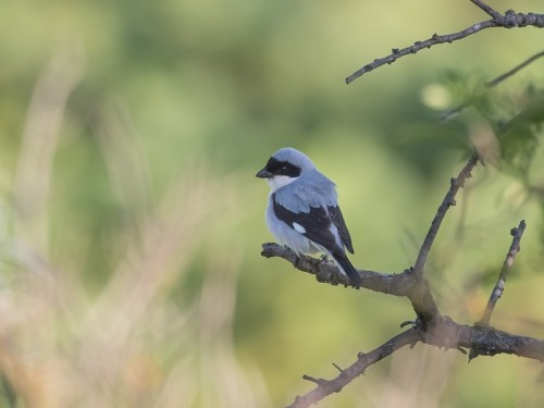 Dzierzba czarnoczelna (łac. Lanius minor ang. Lesser Grey Shrike) 8913 - Fotografia Przyrodnicza - WlodekSmardz.pl