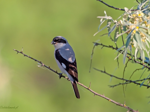 Dzierzba czarnoczelna (łac. Lanius minor ang. Lesser Grey Shrike) 8995 - Fotografia Przyrodnicza - WlodekSmardz.pl