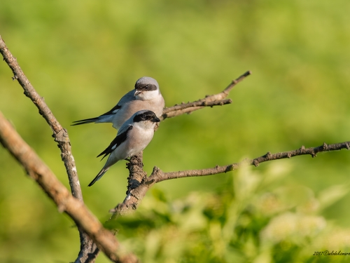 Dzierzba czarnoczelna (łac. Lanius minor ang. Lesser Grey Shrike) 9122 - Fotografia Przyrodnicza - WlodekSmardz.pl