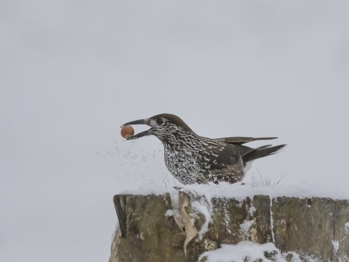 Orzechówka (ang. Spotted or Indian Nutcracker łac. Nucifraga caryocatactes) - 1312 - Fotografia Przyrodnicza - WlodekSmardz.pl