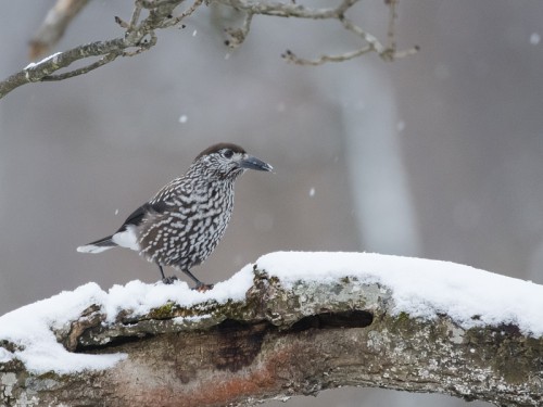 Orzechówka (ang. Spotted or Indian Nutcracker łac. Nucifraga caryocatactes) - 1081 - Fotografia Przyrodnicza - WlodekSmardz.pl