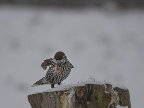 Orzechówka (ang. Spotted or Indian Nutcracker łac. Nucifraga caryocatactes) - 1224 - Fotografia Przyrodnicza - WlodekSmardz.pl