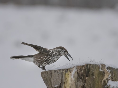 Orzechówka (ang. Spotted or Indian Nutcracker łac. Nucifraga caryocatactes) - 1228 - Fotografia Przyrodnicza - WlodekSmardz.pl