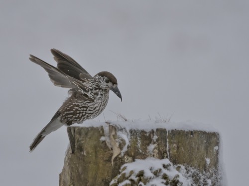 Orzechówka (ang. Spotted or Indian Nutcracker łac. Nucifraga caryocatactes) - 1248 - Fotografia Przyrodnicza - WlodekSmardz.pl