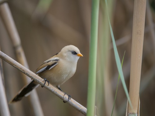 Wąsatka (ang. Bearded Parrotbill, łac. Panurus biarmicus) - 1821 - Fotografia Przyrodnicza - WlodekSmardz.pl