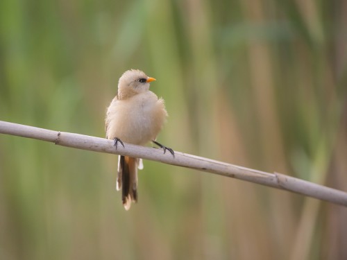 Wąsatka (ang. Bearded Parrotbill, łac. Panurus biarmicus) - 2577 - Fotografia Przyrodnicza - WlodekSmardz.pl