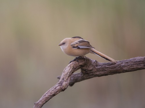 Wąsatka (ang. Bearded Parrotbill, łac. Panurus biarmicus) - 3563 - Fotografia Przyrodnicza - WlodekSmardz.pl