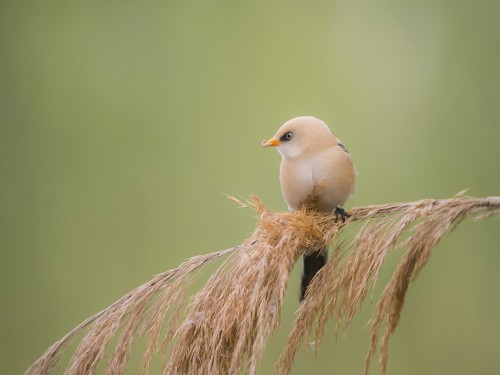 Wąsatka (ang. Bearded Parrotbill, łac. Panurus biarmicus) - 3976 - Fotografia Przyrodnicza - WlodekSmardz.pl