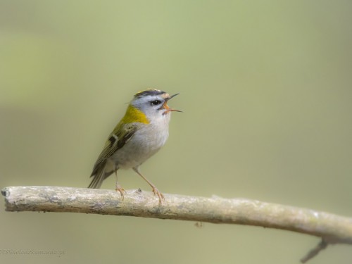 Zniczek (ang. Firecrest łac. Regulus ignicapilla) - 3932 - Fotografia Przyrodnicza - WlodekSmardz.pl