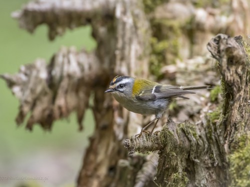 Zniczek (ang. Firecrest łac. Regulus ignicapilla) - 3825 - Fotografia Przyrodnicza - WlodekSmardz.pl