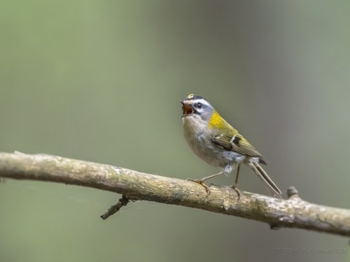 Zniczek (ang. Firecrest łac. Regulus ignicapilla) - 3858 - Fotografia Przyrodnicza - WlodekSmardz.pl