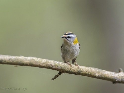 Zniczek (ang. Firecrest łac. Regulus ignicapilla) - 3884 - Fotografia Przyrodnicza - WlodekSmardz.pl