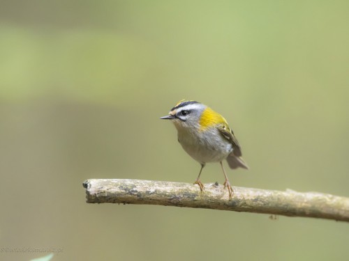 Zniczek (ang. Firecrest łac. Regulus ignicapilla) - 3901 - Fotografia Przyrodnicza - WlodekSmardz.pl