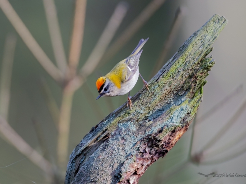 Zniczek (ang. Firecrest łac. Regulus ignicapilla) - 5920 - Fotografia Przyrodnicza - WlodekSmardz.pl