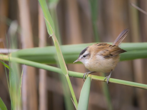 Tamaryszka (ang. Moustached Warbler, łac. Acrocephalus melanopogon) - 3880 - Fotografia Przyrodnicza - WlodekSmardz.pl