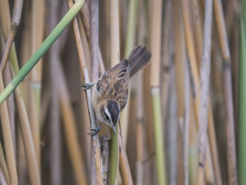 Tamaryszka (ang. Moustached Warbler, łac. Acrocephalus melanopogon) - 4015 - Fotografia Przyrodnicza - WlodekSmardz.pl